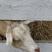 I love goats! by mzzhope
