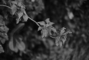 15th Sep 2021 - Flowering Ivy...