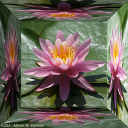 15th Sep 2021 - Mirror Box Water Lily