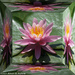 Mirror Box Water Lily by falcon11