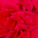 Red Rose by sugarmuser