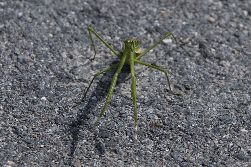 Why Did the Mantis Cross the Road? by timerskine