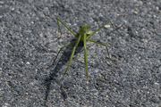 16th Sep 2021 - Why Did the Mantis Cross the Road?