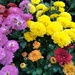 Chrysanthemums  by julie
