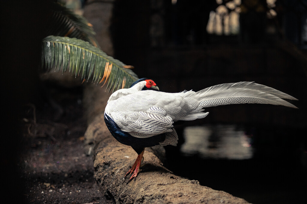 Male Silver Pheasant by adi314