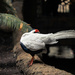 Male Silver Pheasant by adi314