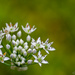 Wild Onion by lstasel