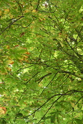 18th Sep 2021 - Nature's canopy