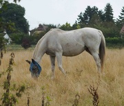 17th Sep 2021 - White Horse