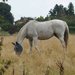 White Horse by arkensiel