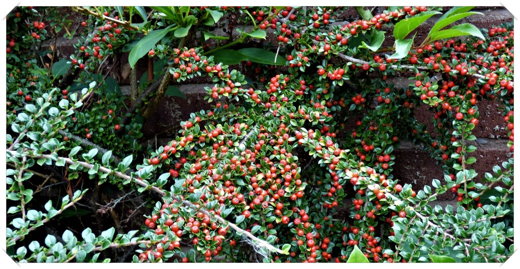 Cotoneaster by beryl