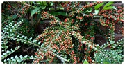 16th Sep 2021 - Cotoneaster