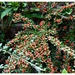 Cotoneaster by beryl