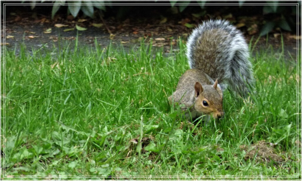 Squirrel by beryl
