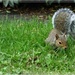 Squirrel by beryl