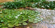 16th Sep 2021 - Lilly pads