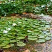 Lilly pads by blueberry1222