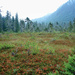 Alaska Muskeg by gardencat
