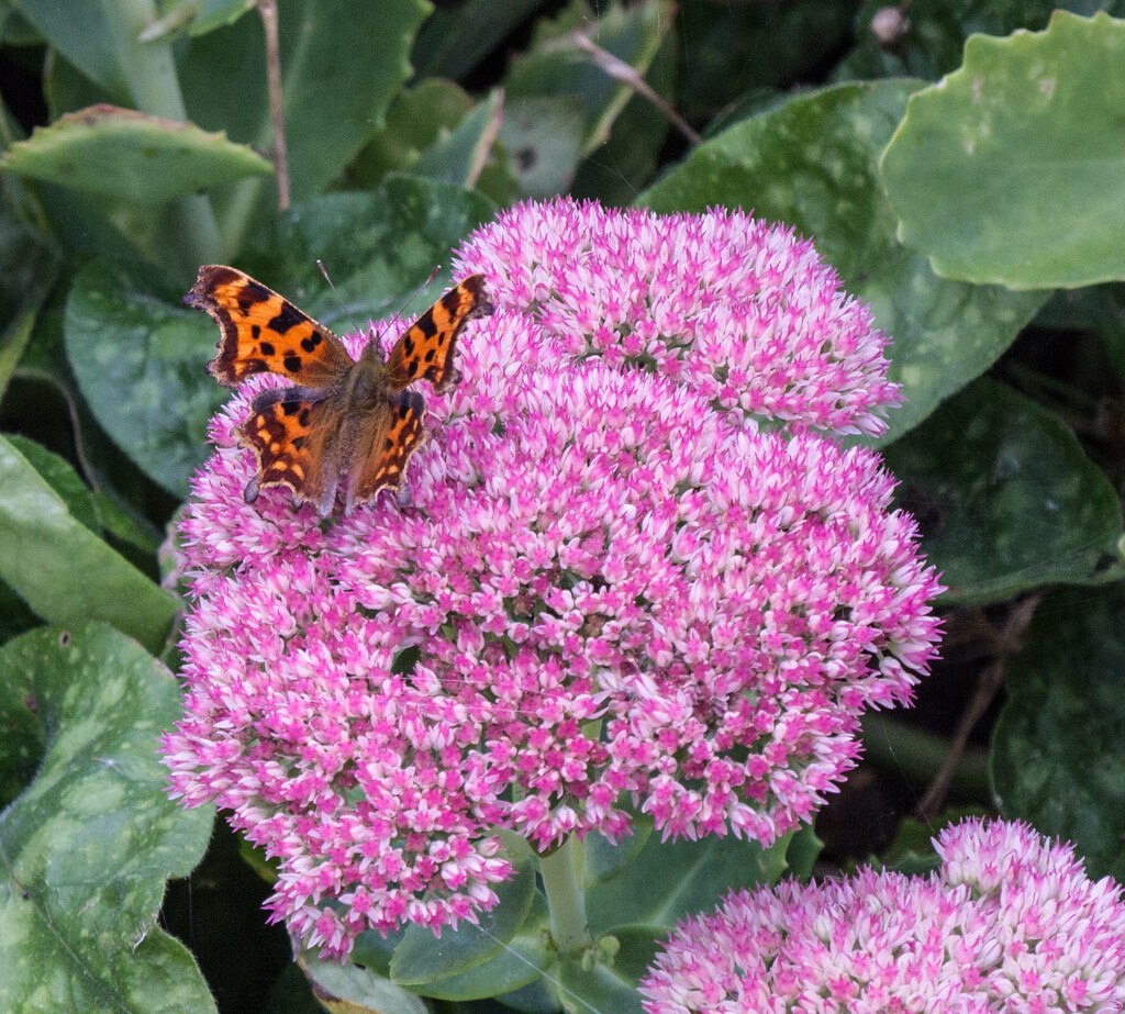 Butterfly on the sedum by busylady