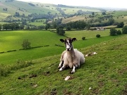 26th Aug 2021 - She rather likes her view of Derbyshire...