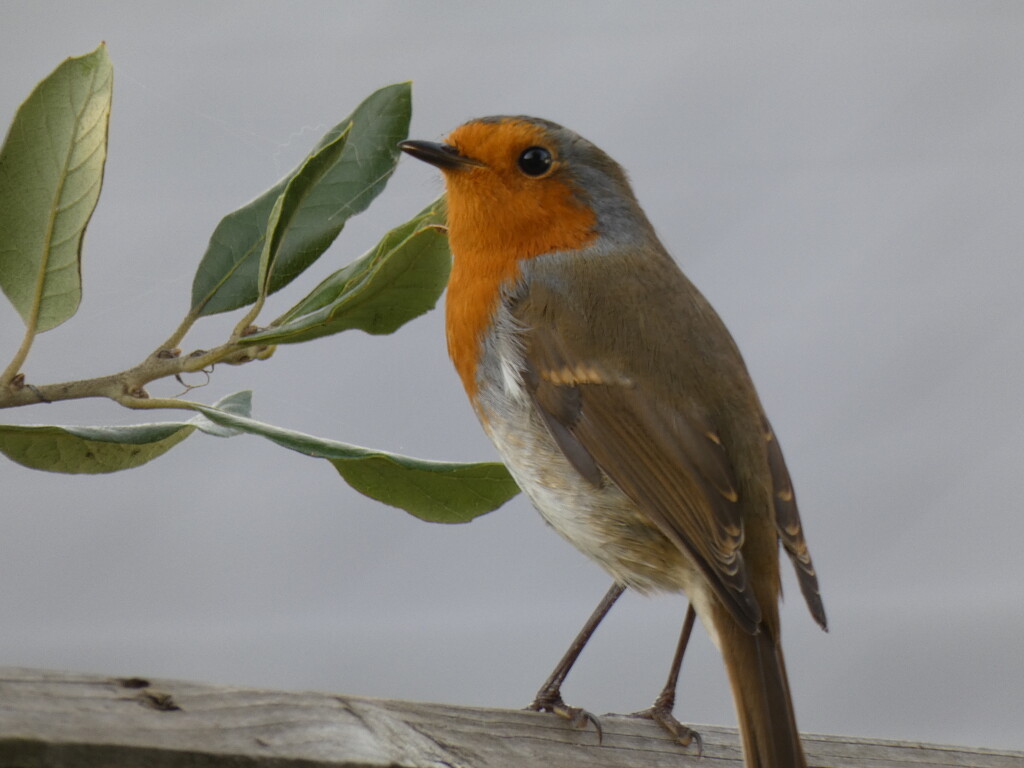 Robin  by robboconnor