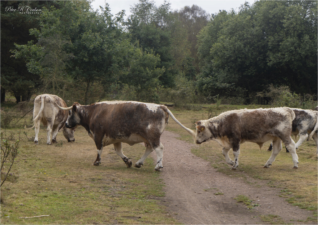 English Longhorn Cows by pcoulson