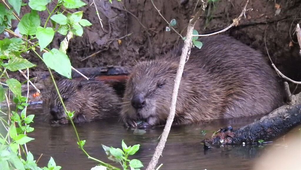  Beaver and Baby in the River Otter  by susiemc