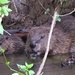  Beaver and Baby in the River Otter  by susiemc
