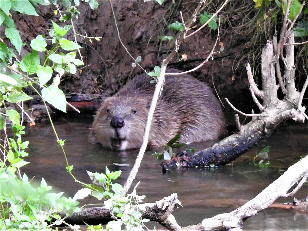  Beaver in the River Otter 2 by susiemc
