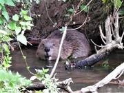 12th Aug 2021 -  Beaver in the River Otter 2