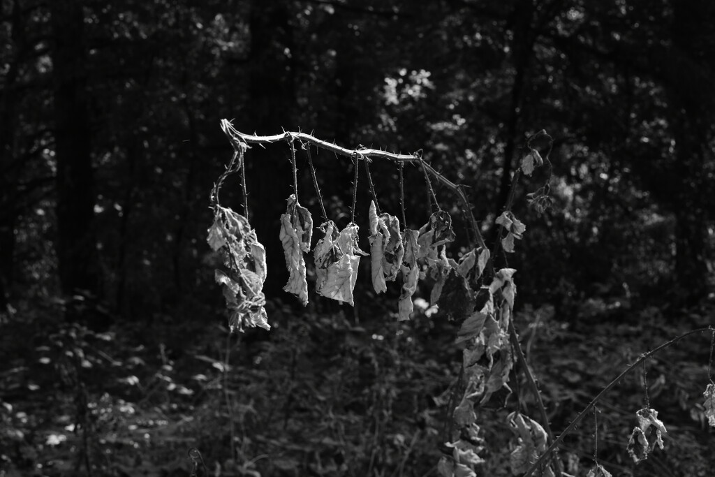 The prickles hung out to dry by joysabin