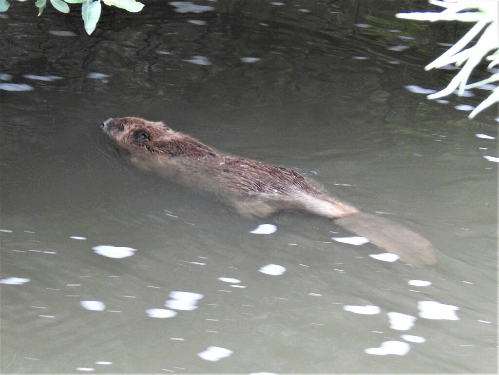 Beaver in the River Otter 1 by susiemc