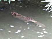 11th Aug 2021 -  Beaver in the River Otter 1