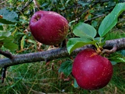 17th Sep 2021 - Two Red Apples.