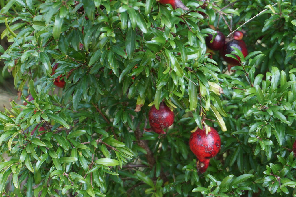 Petite Pomegranates by allie912
