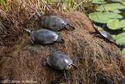 17th Sep 2021 - Turtles Playing King of the Hill