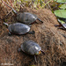 Turtles Playing King of the Hill by falcon11
