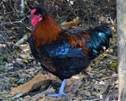 18th Sep 2021 -    One Very Handsome Rooster ~    