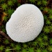 Mushroom on Moss by meotzi