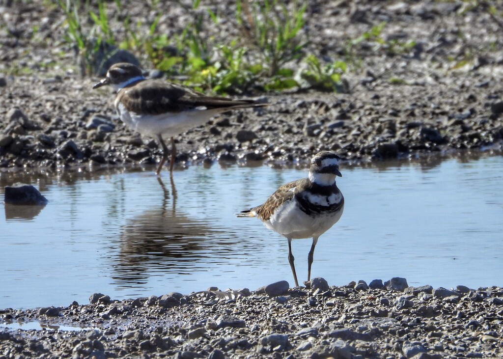 Kildeer and a puddle by amyk