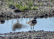 17th Sep 2021 - Kildeer and a puddle