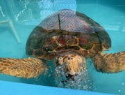 21st Jun 2021 - Sea Turtle 
