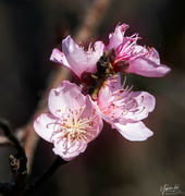 18th Sep 2021 - Cherry Blossom