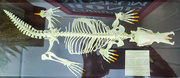 17th Sep 2021 - Platypus skeleton