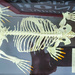Platypus skeleton by jeneurell