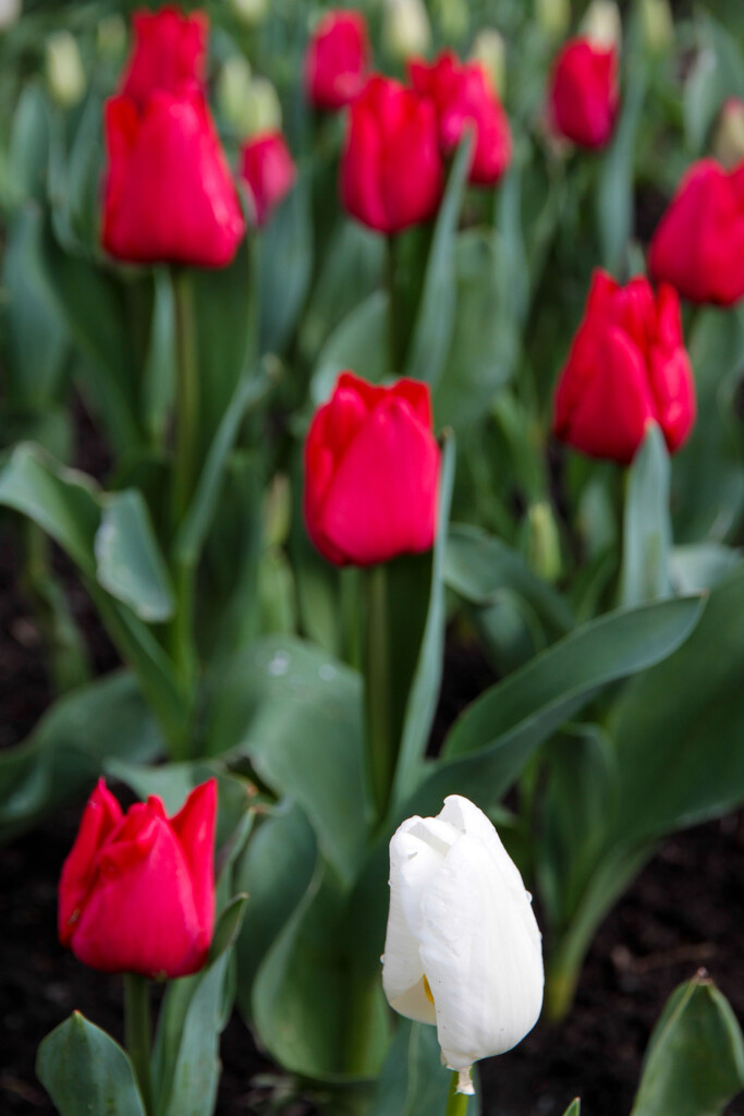 Teriffic Tulips by helenw2
