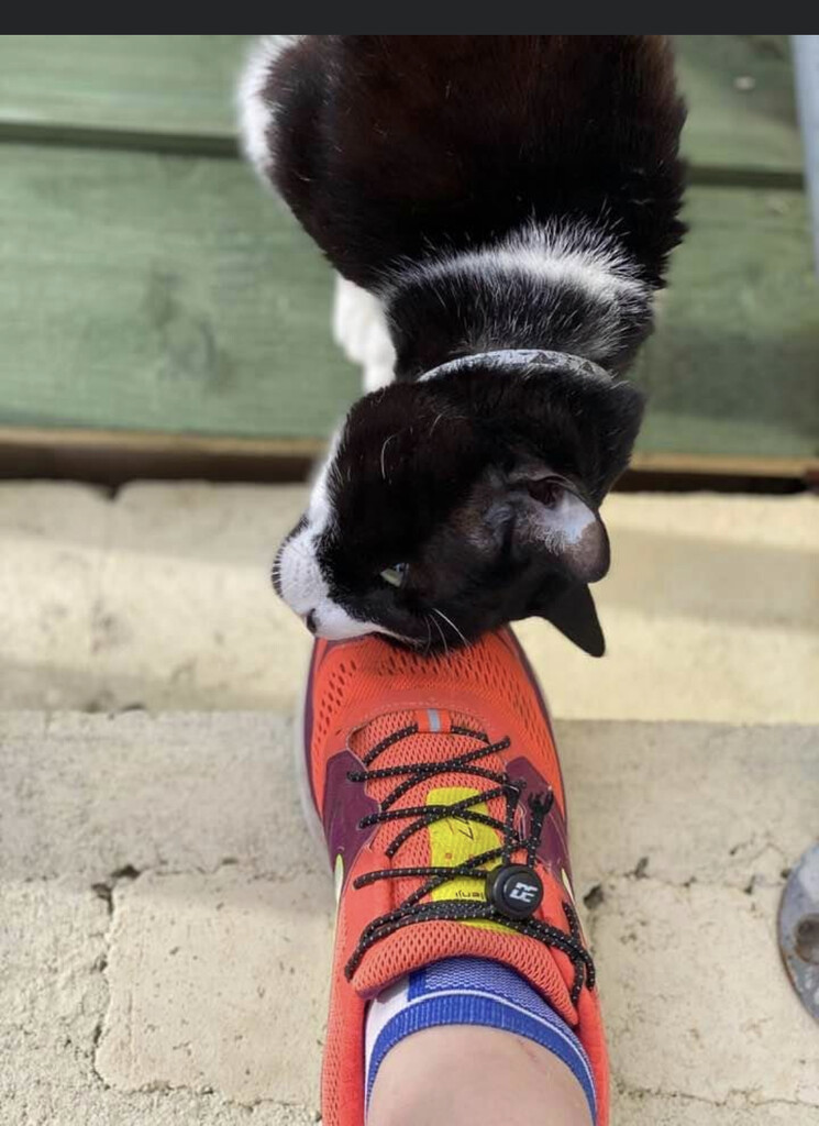 Syko the cat and foot love  by cafict