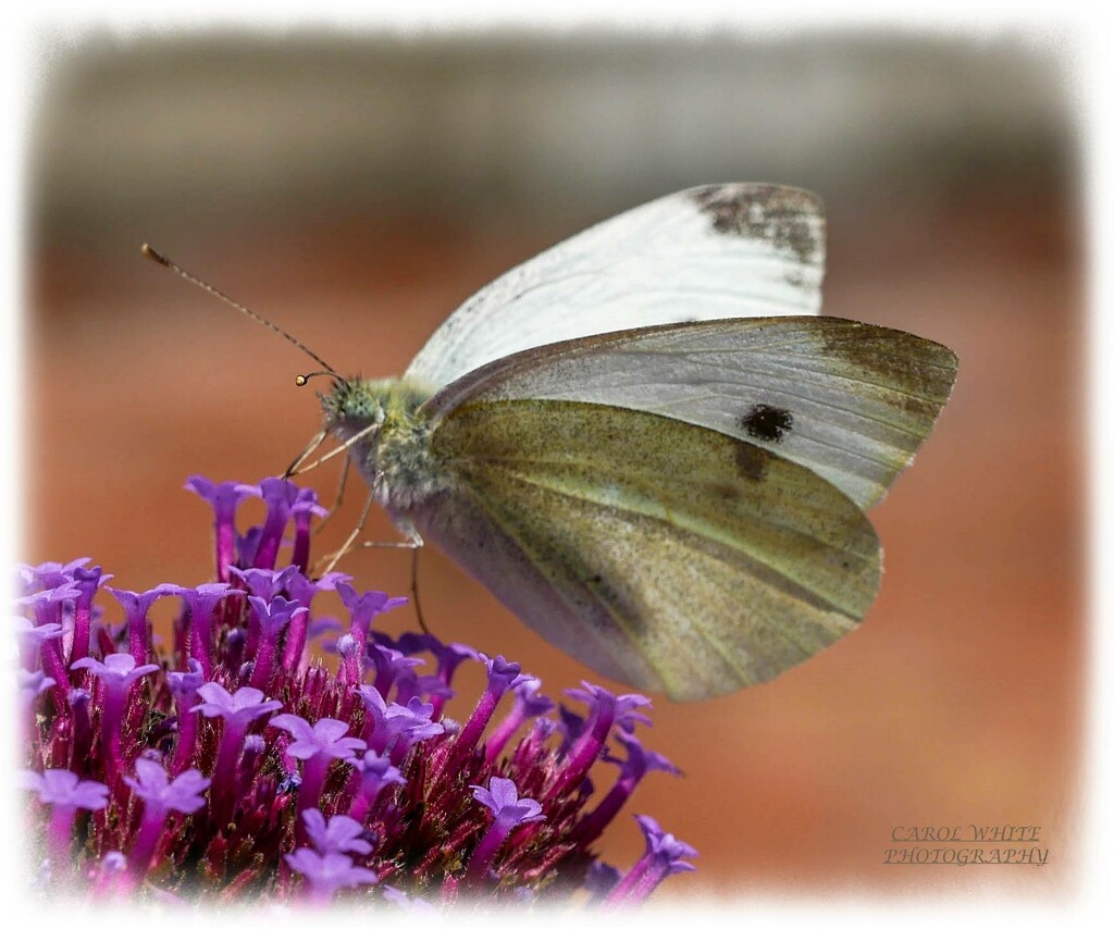 Small White Butterfly by carolmw