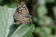 18th Sep 2021 - SPECKLED WOOD BUTTERFLY