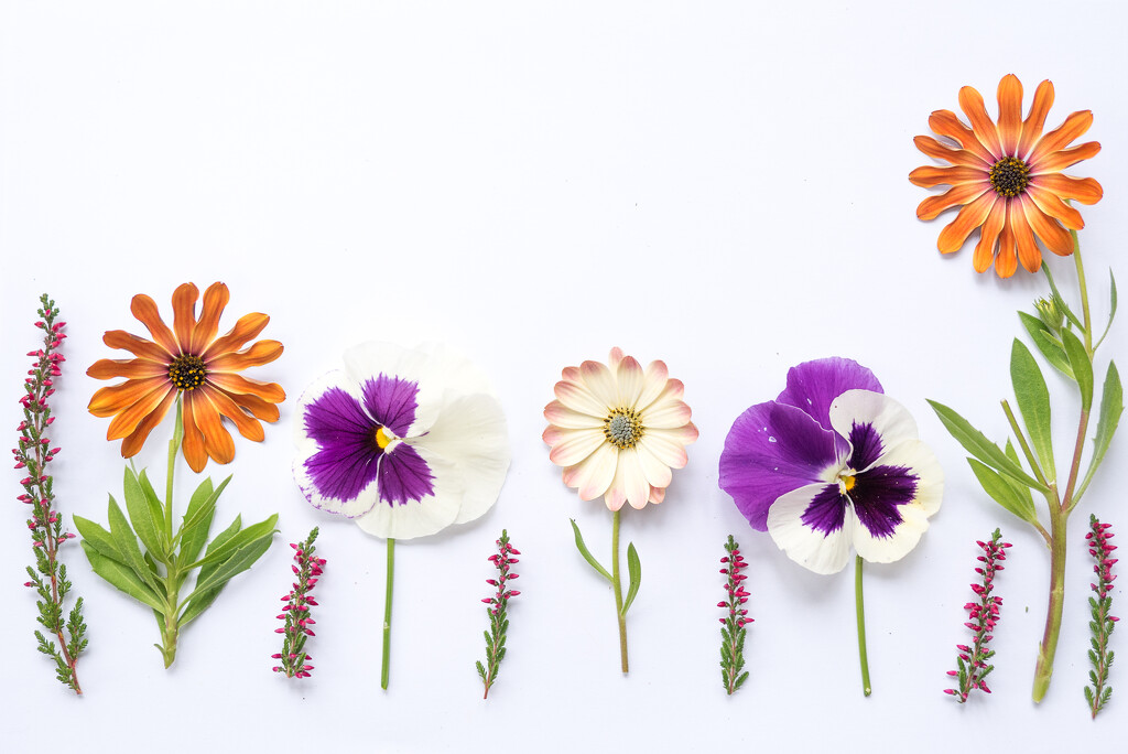 Autumn flowers by newbank